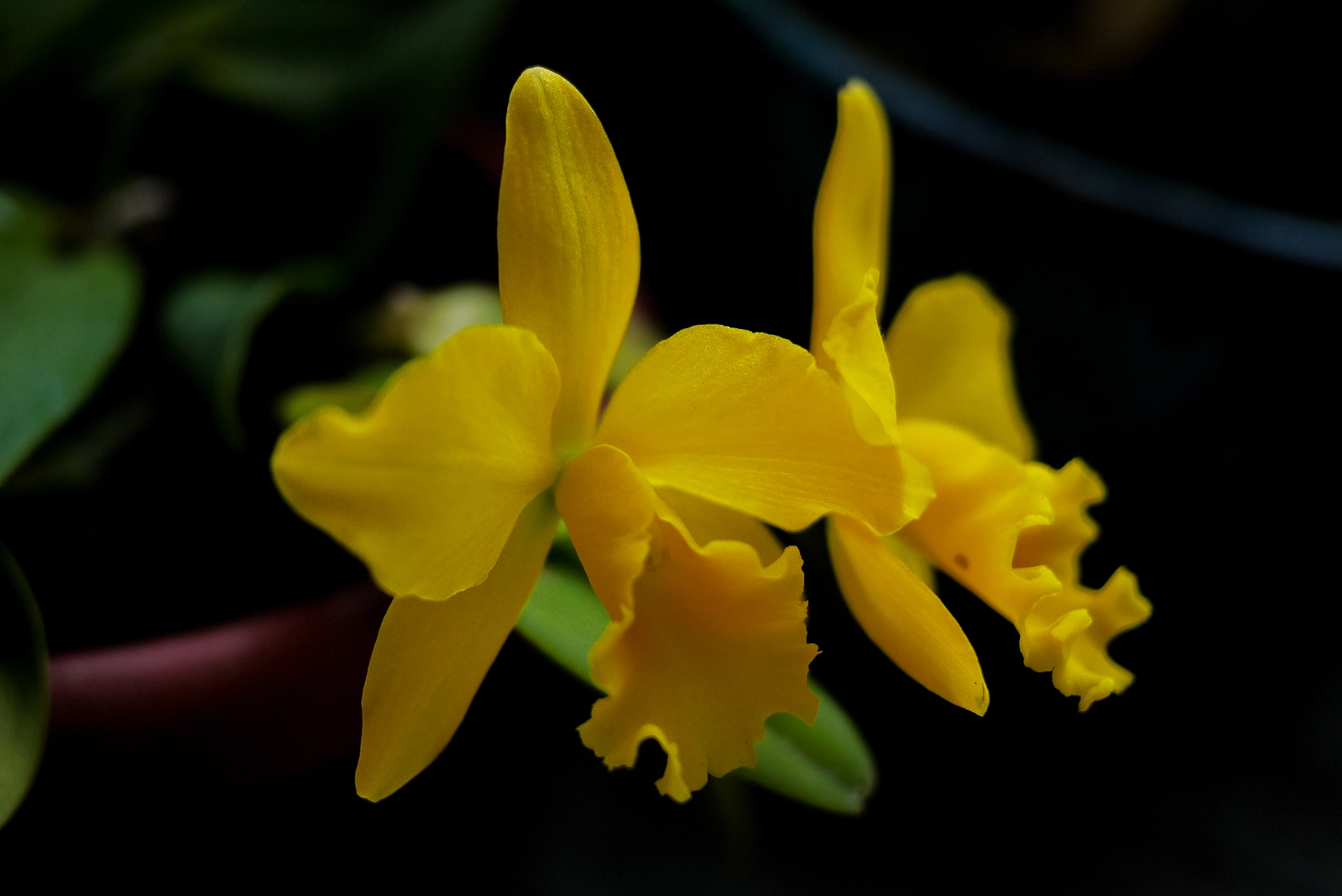 Panasonic Lumix DMC-GF5 + Panasonic Lumix G 20mm F1.7 ASPH sample photo. #duo #duet #orchid #harmony #balance #tranquil #yellow #inlove photography