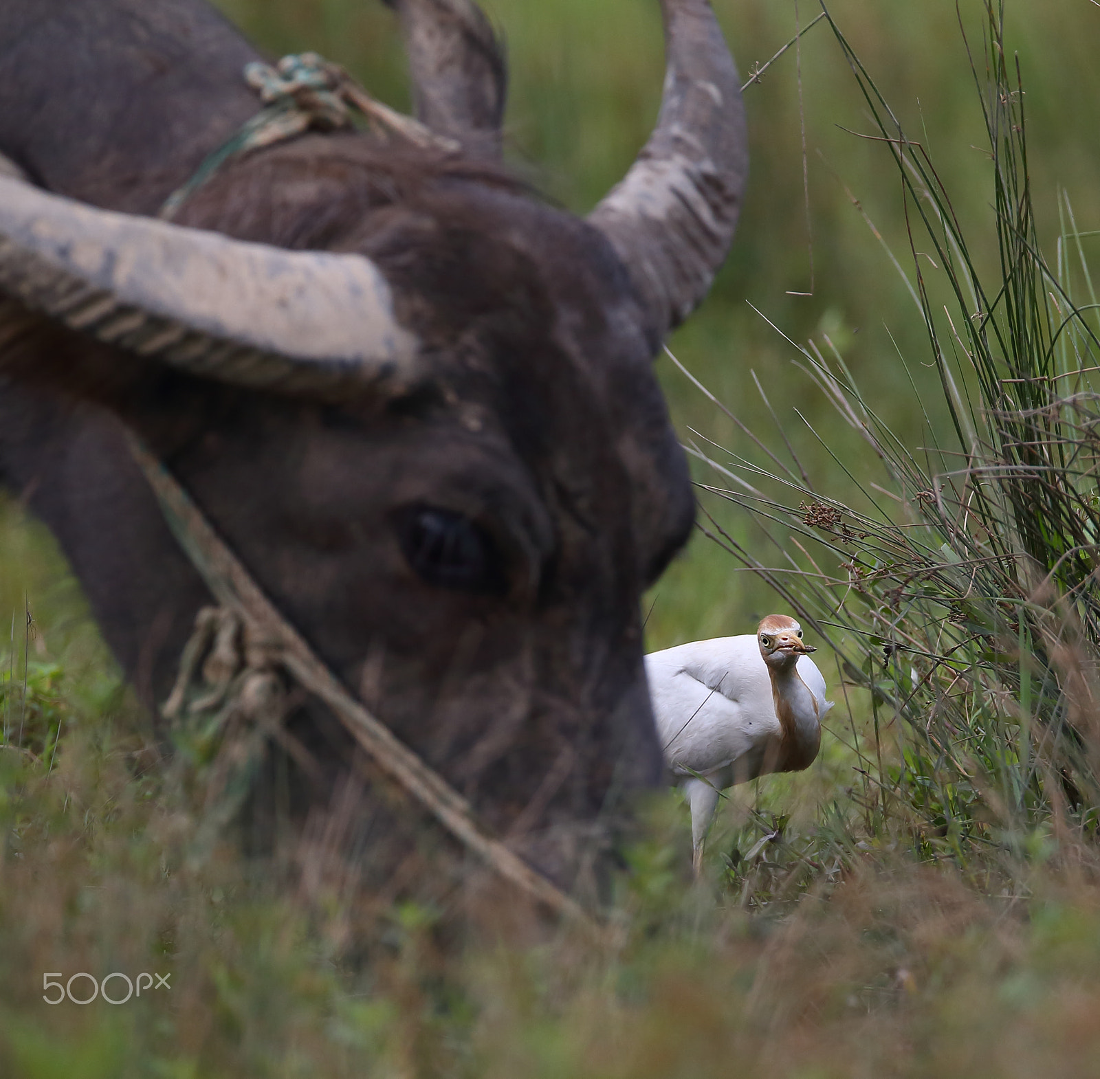 Canon EF 400mm F2.8L IS II USM sample photo. Bs3p3220.jpg photography
