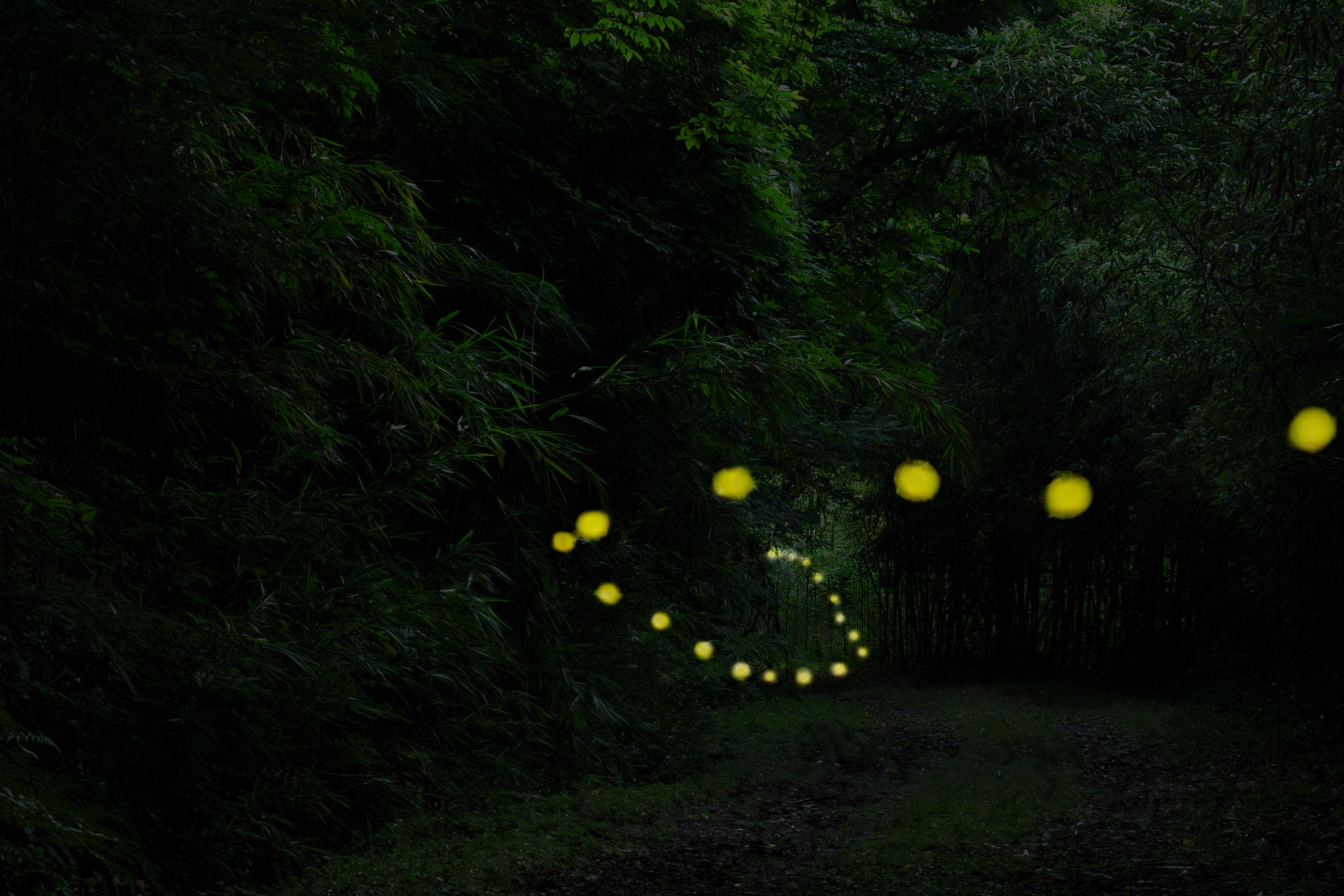 Pentax K-3 + Pentax smc FA 50mm F1.4 sample photo. Track photography