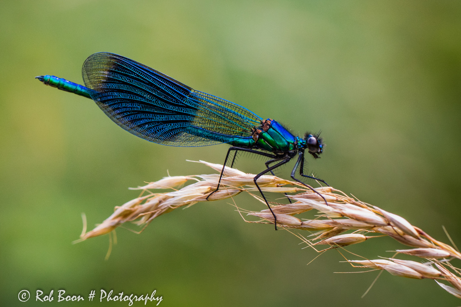Canon EOS 5DS + Canon EF 100mm F2.8L Macro IS USM sample photo. Libelle photography