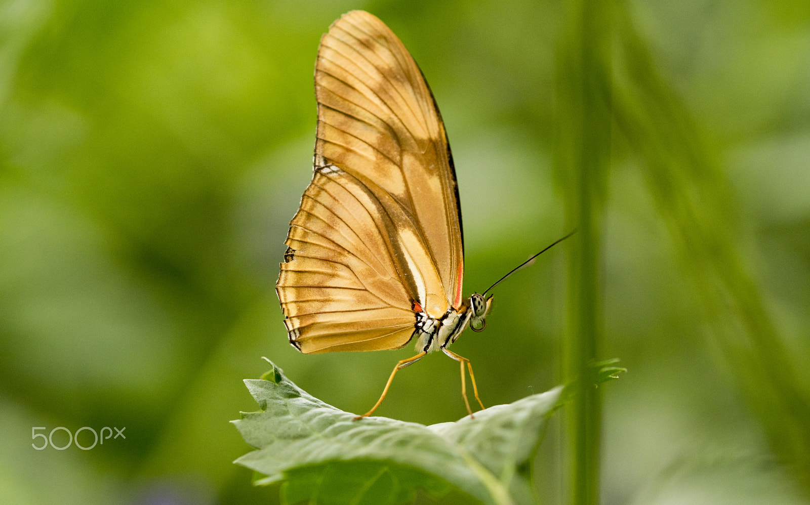 Sony ILCA-77M2 + 105mm F2.8 sample photo. Butterfly colors photography