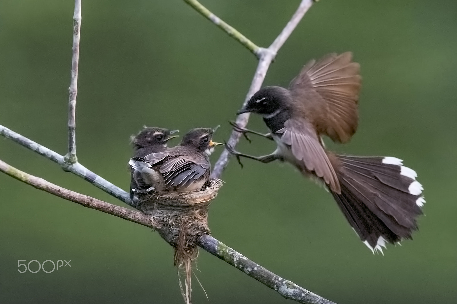 Nikon AF-S Nikkor 600mm F4E FL ED VR sample photo. Oriental fantail n chicks photography