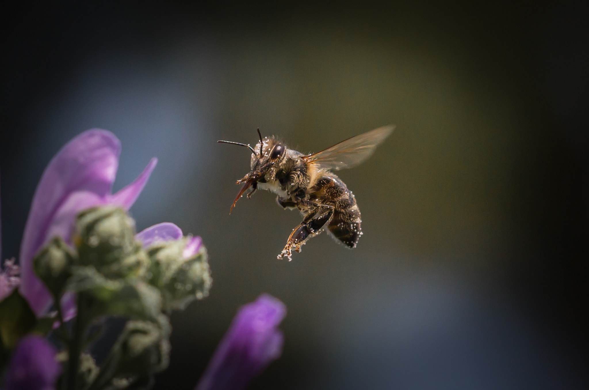 Canon EF 100mm F2.8L Macro IS USM sample photo. !!! photography