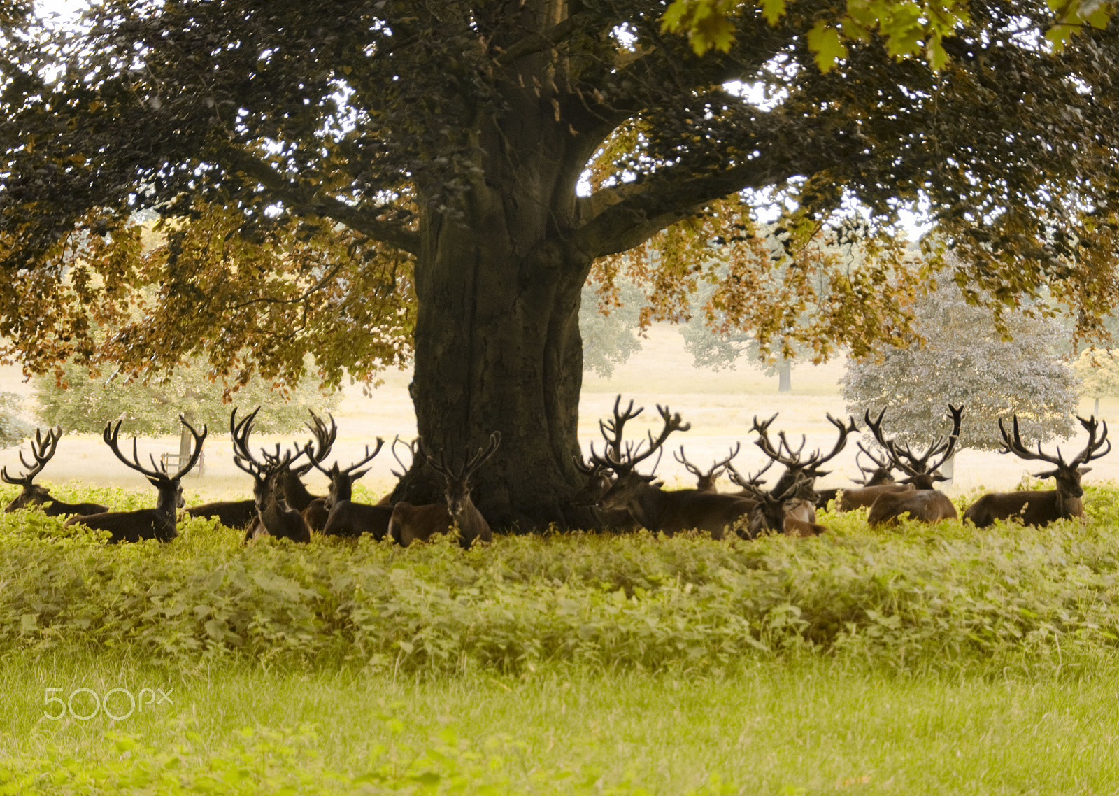Sigma 18-200mm F3.5-6.3 DC OS HSM sample photo. Antlers photography