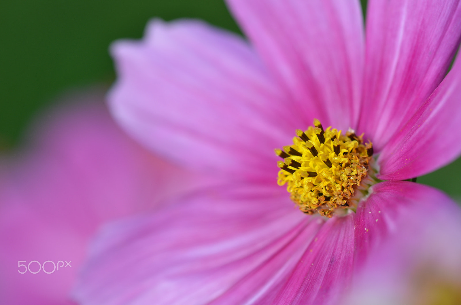Nikon D7000 + Sigma 105mm F2.8 EX DG Macro sample photo. Close up photography