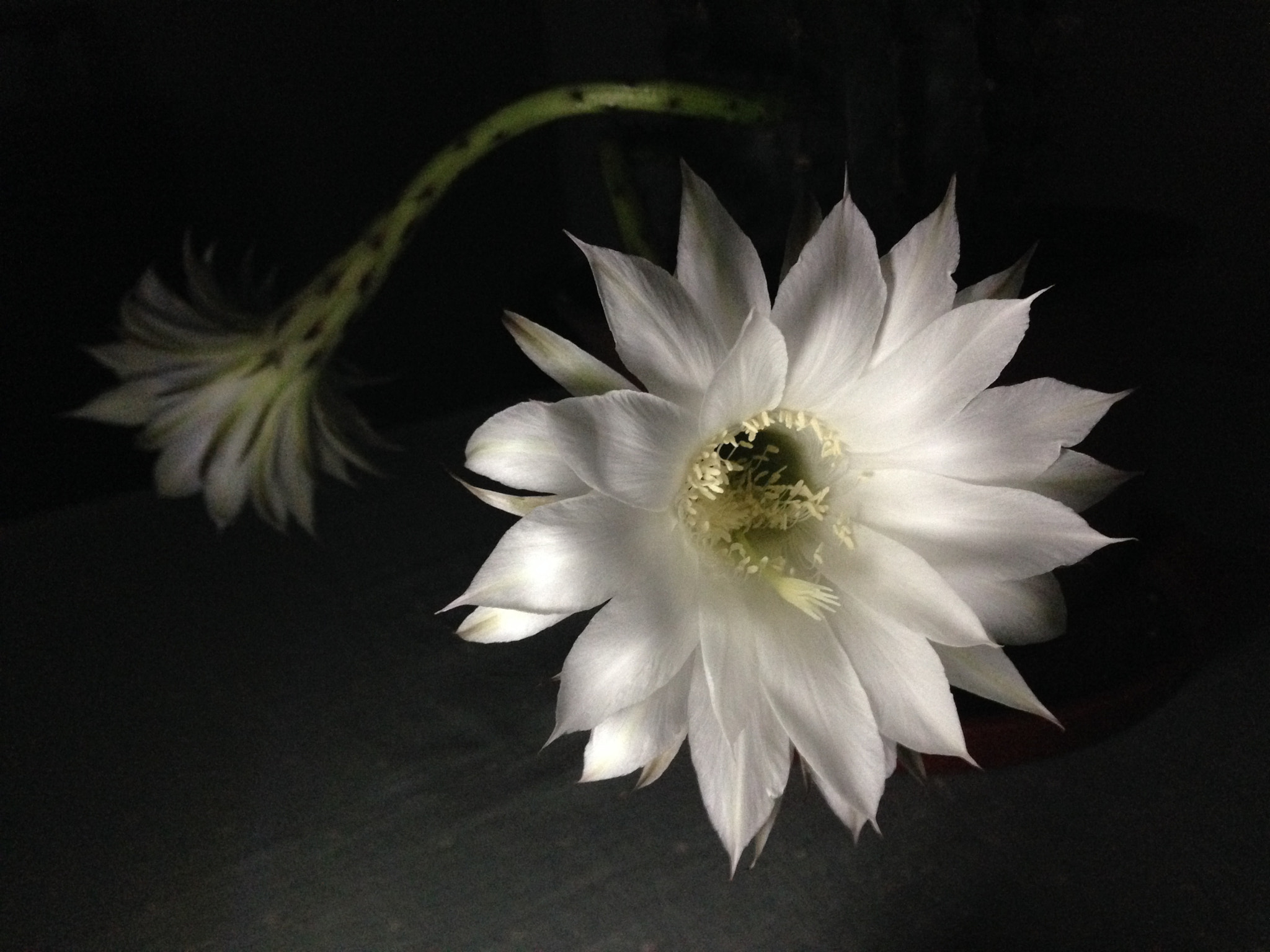 Apple iPhone5,2 sample photo. In the dark 在暗处 photography