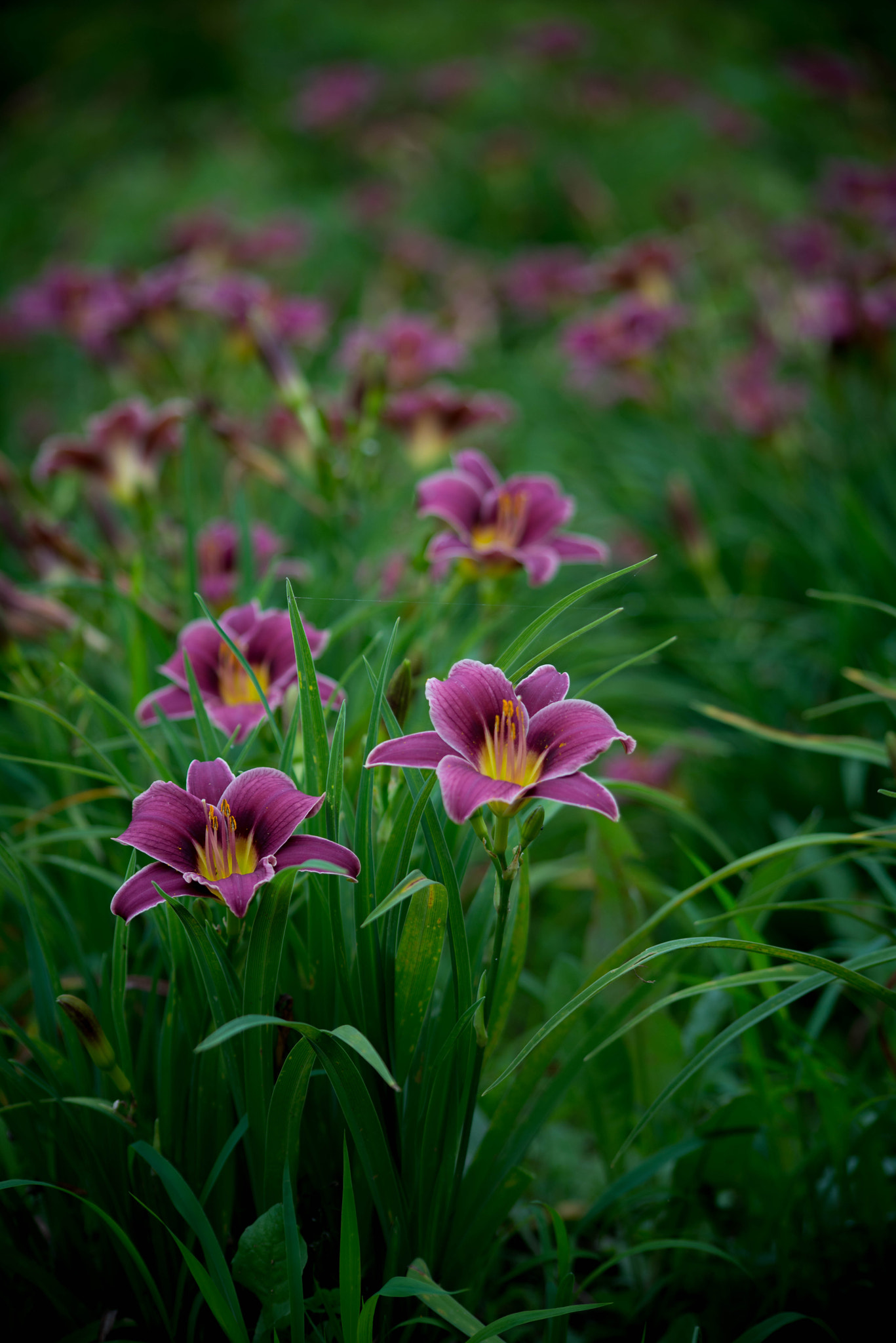 Sigma 70-300mm F4-5.6 APO DG Macro sample photo. Hemerocallis photography