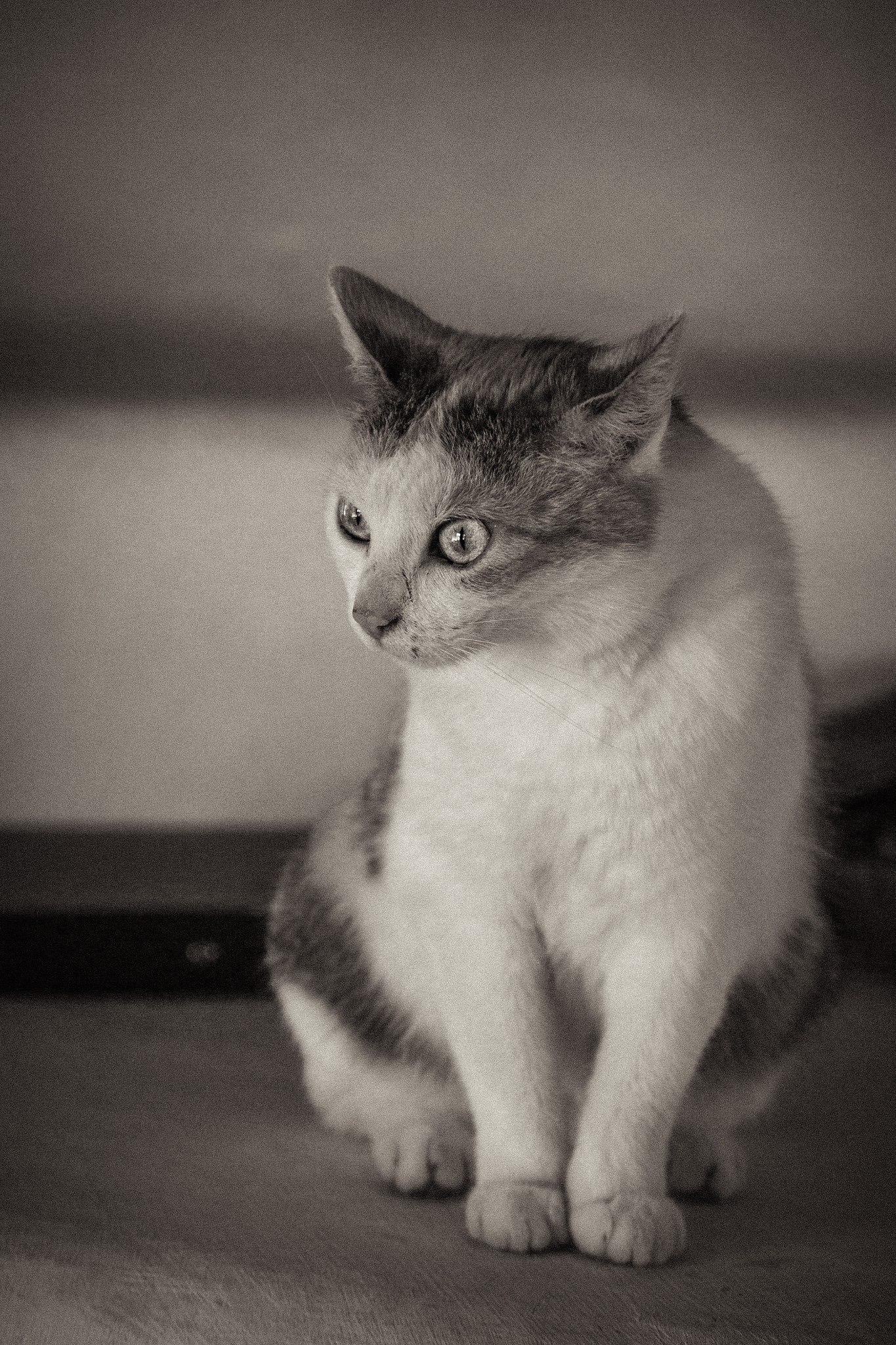 Canon EOS 650D (EOS Rebel T4i / EOS Kiss X6i) sample photo. Looking for mice photography