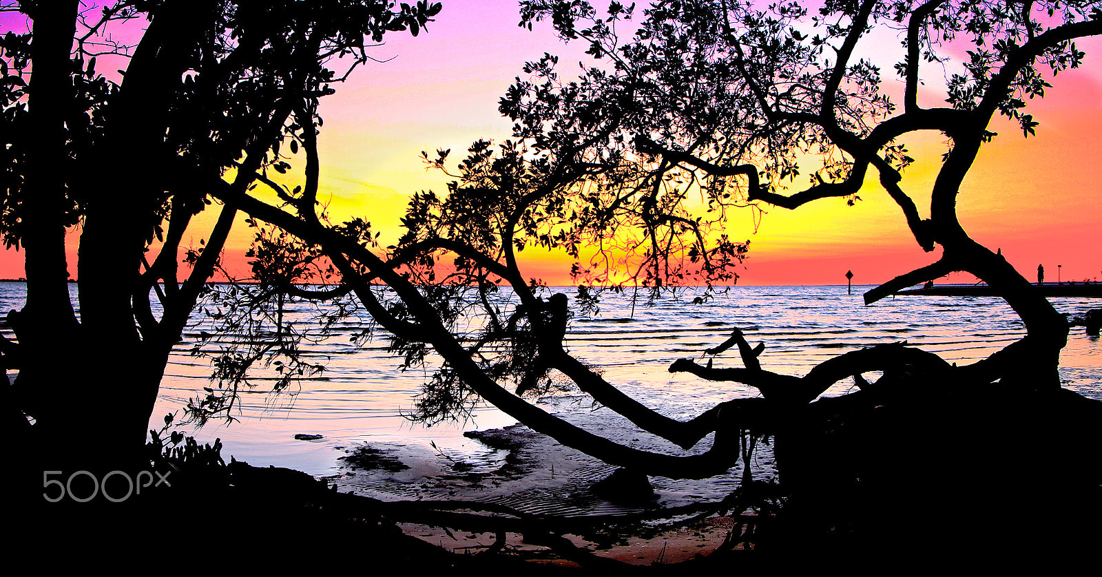 Canon EF 8-15mm F4L Fisheye USM sample photo. Cypress sunset -cape photography