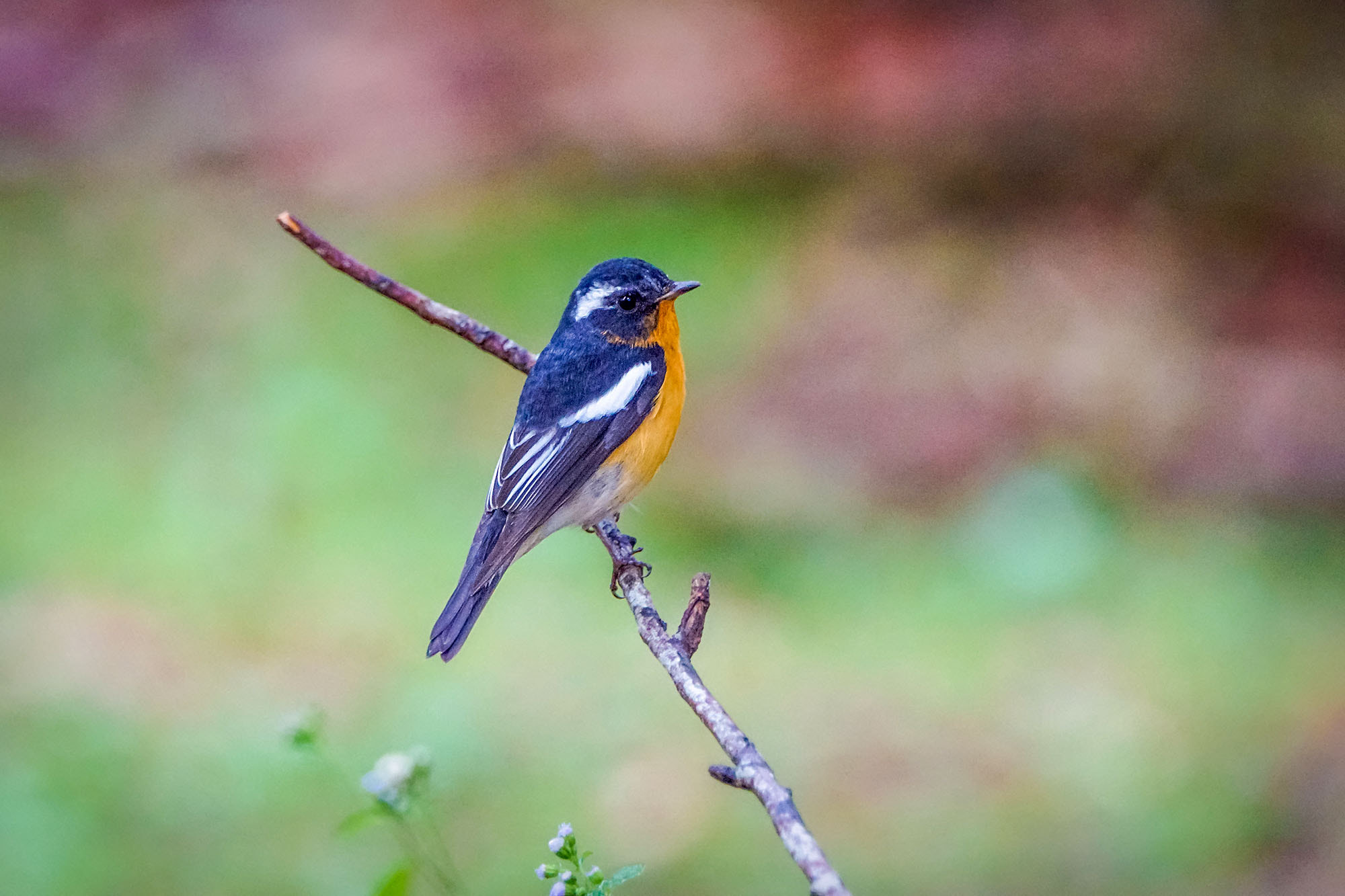 Sony ILCA-77M2 + Sony 70-400mm F4-5.6 G SSM II sample photo. Mugimaki flycatcher (male) photography