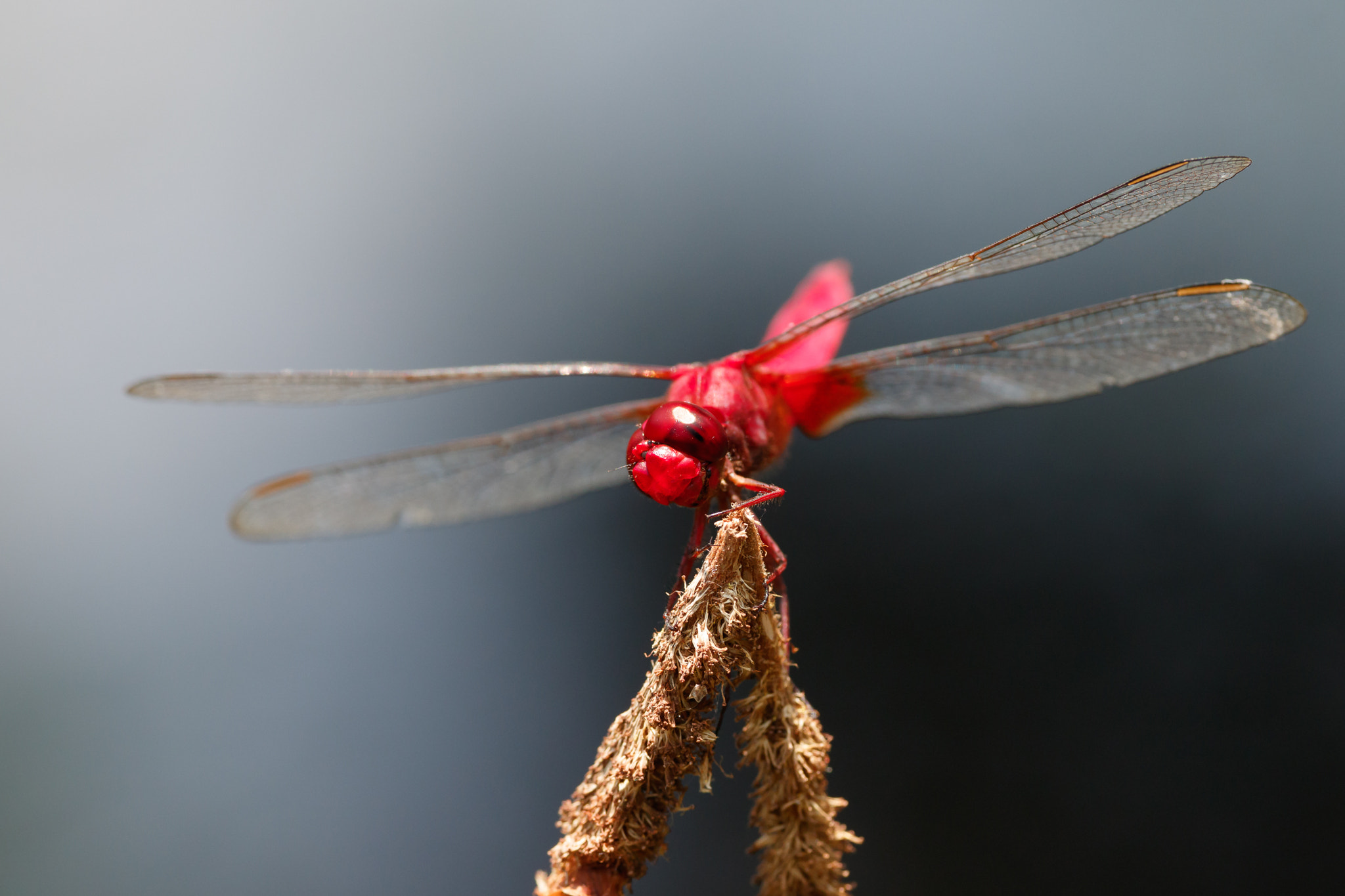 Sigma APO Macro 180mm F2.8 EX DG OS HSM sample photo. Crocothemis servilia photography