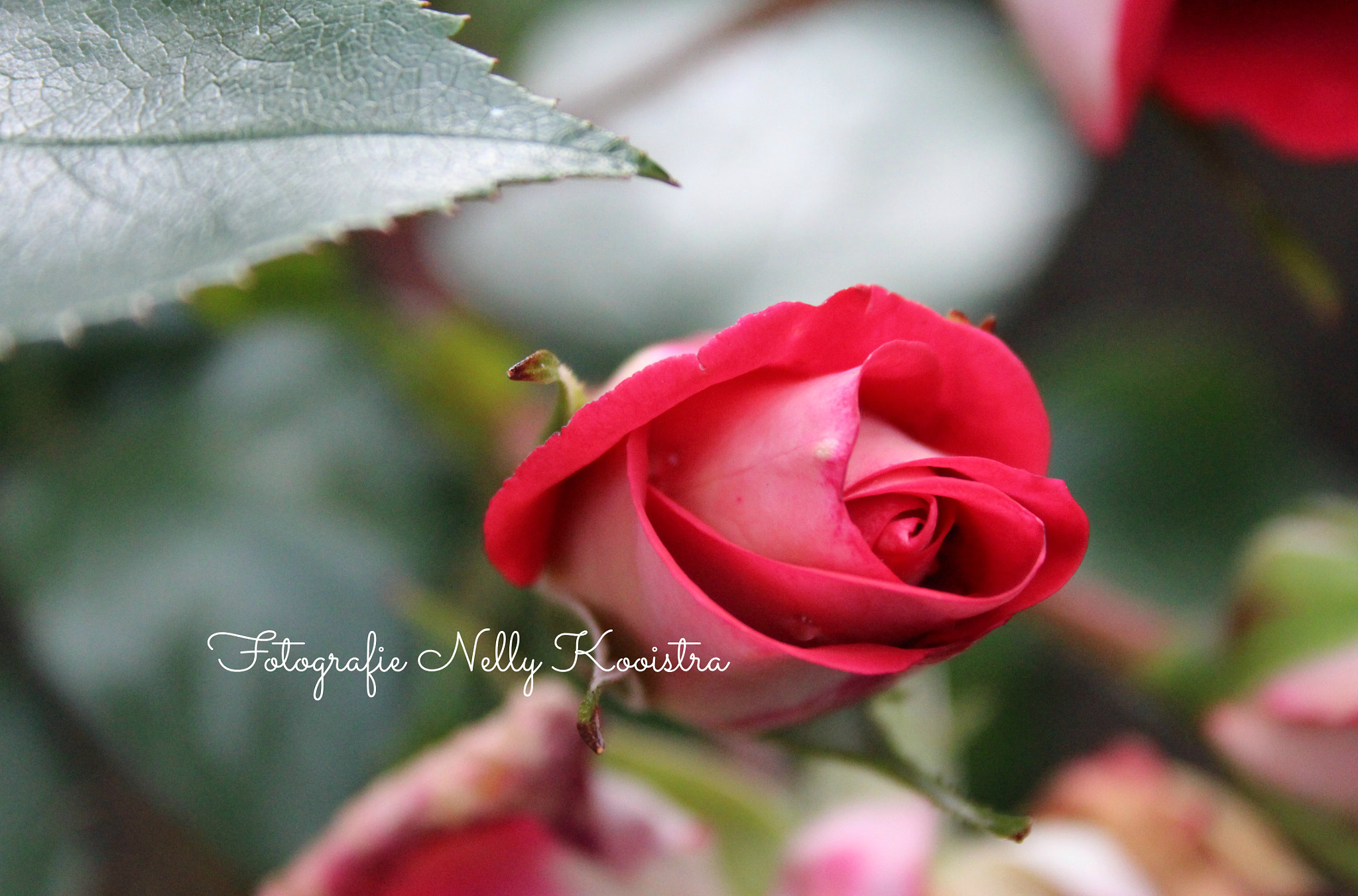 Canon EF-S 18-55mm F3.5-5.6 II sample photo. Rose photography