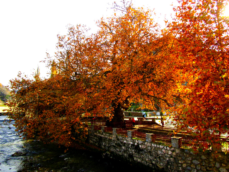 Canon PowerShot ELPH 150 IS (IXUS 155 / IXY 140) sample photo. Plane tree in prizren photography