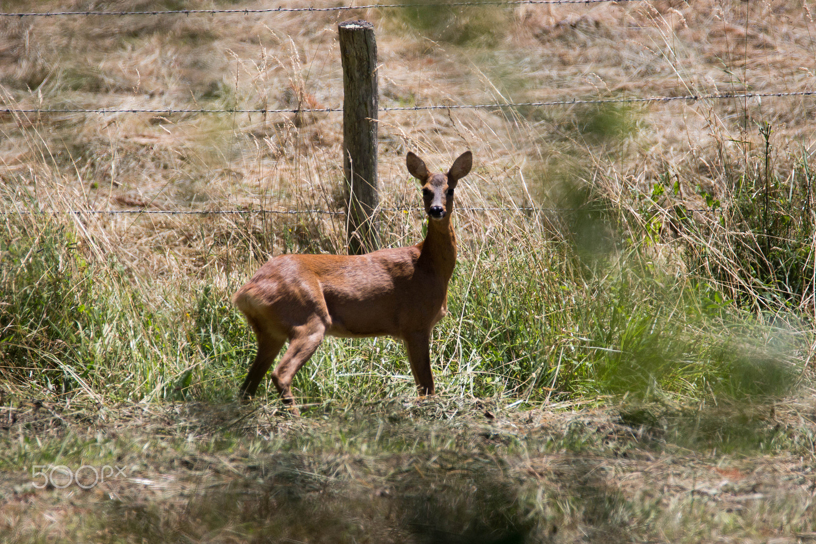 Canon EOS 700D (EOS Rebel T5i / EOS Kiss X7i) + Tamron SP 150-600mm F5-6.3 Di VC USD sample photo. Oups ma vue photography