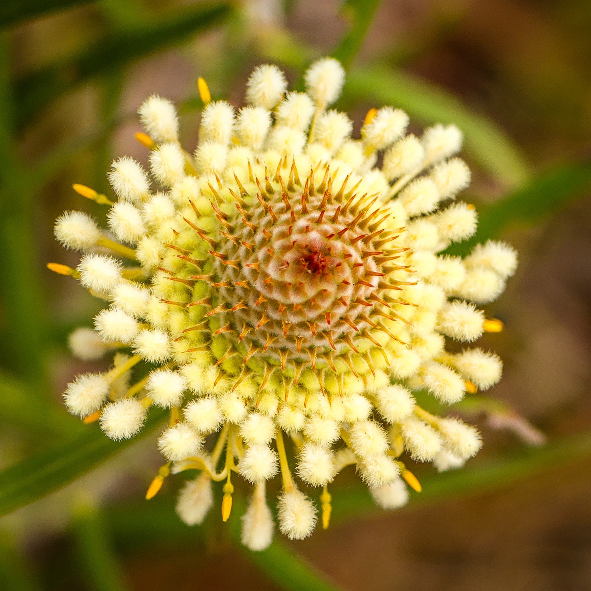 Tamron SP 35mm F1.8 Di VC USD sample photo. Soft & spikey photography