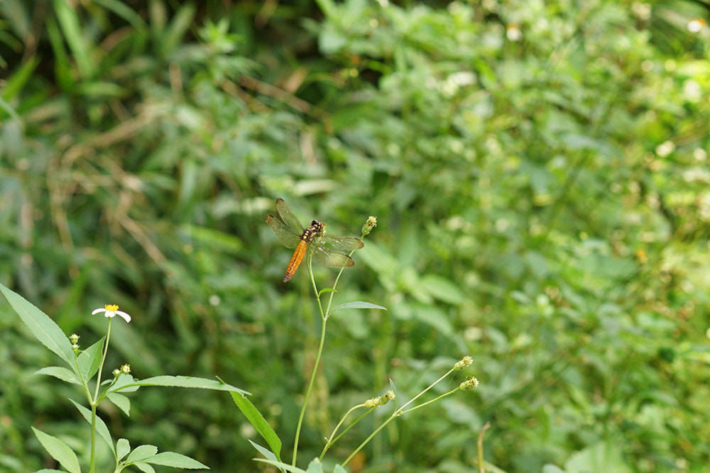 Sony SLT-A77 + Tamron SP AF 90mm F2.8 Di Macro sample photo. Dsc06371.jpg photography