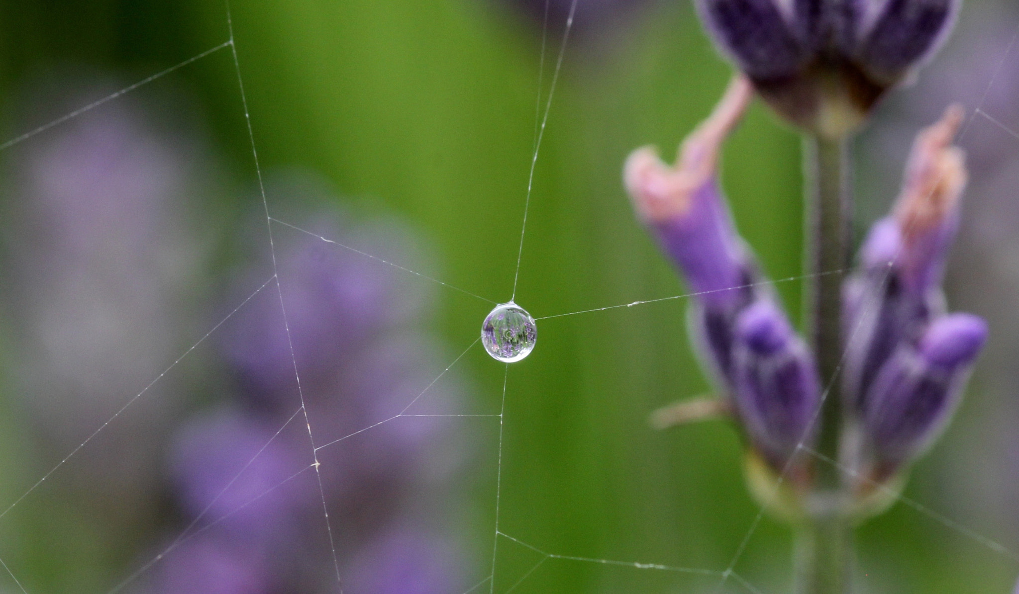 Sigma 105mm F2.8 EX DG OS HSM sample photo. () photography
