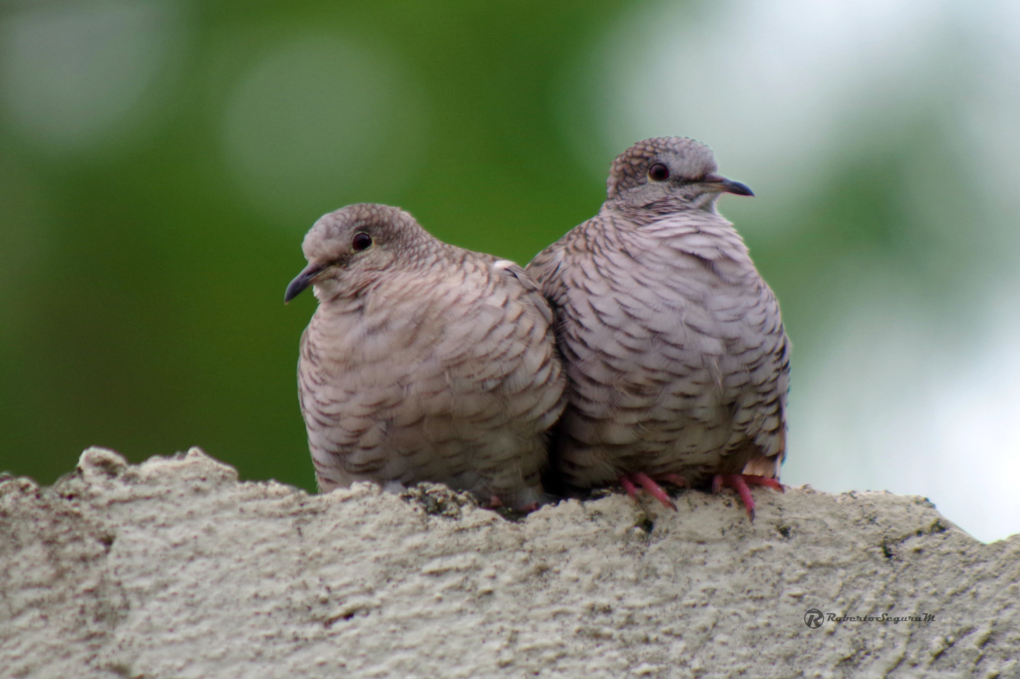 smc PENTAX-FA 80-320mm F4.5-5.6 sample photo. Inca dove photography
