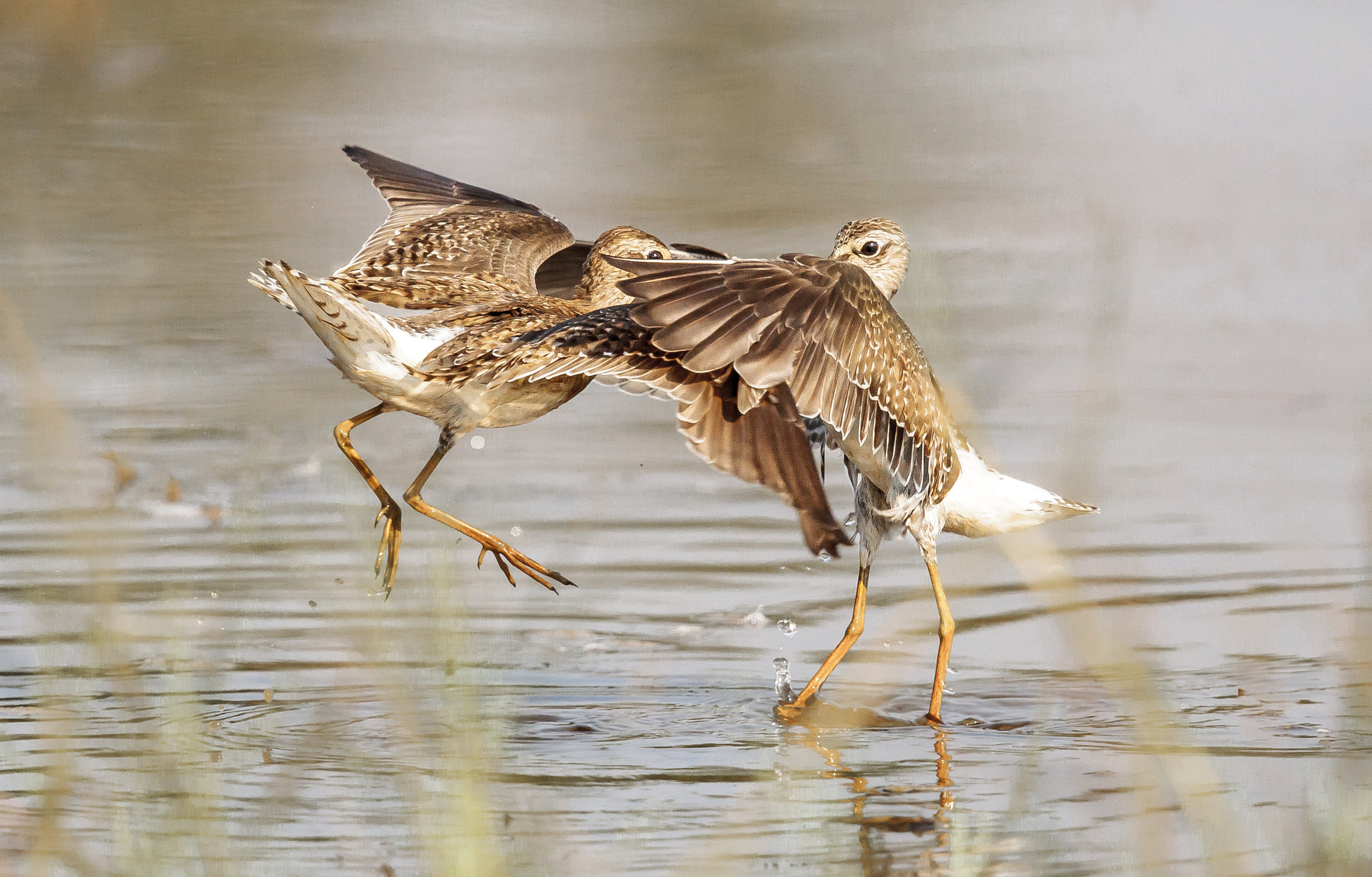 Canon EF 500mm F4L IS II USM sample photo. Wood sandpipers - turf war photography