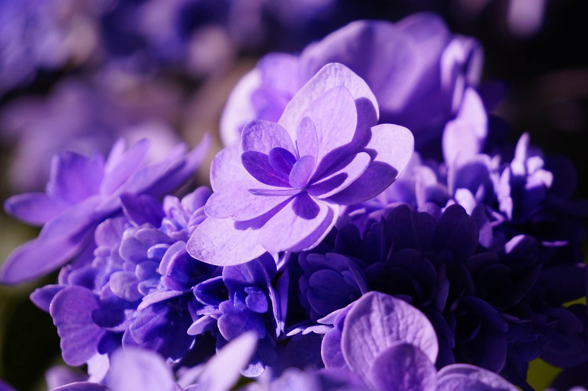 Sony E 55-210mm F4.5-6.3 OSS sample photo. 紫陽花。 photography