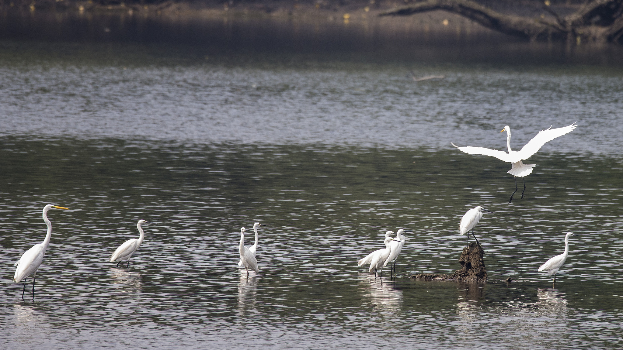 Sigma 150-600mm F5-6.3 DG OS HSM | S sample photo. Sungei buloh photography