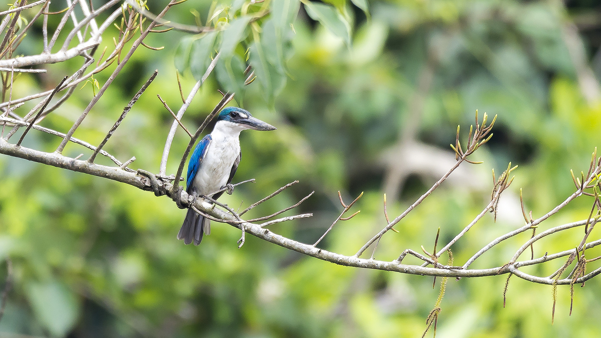 Sigma 150-600mm F5-6.3 DG OS HSM | S sample photo. Kingfisher photography
