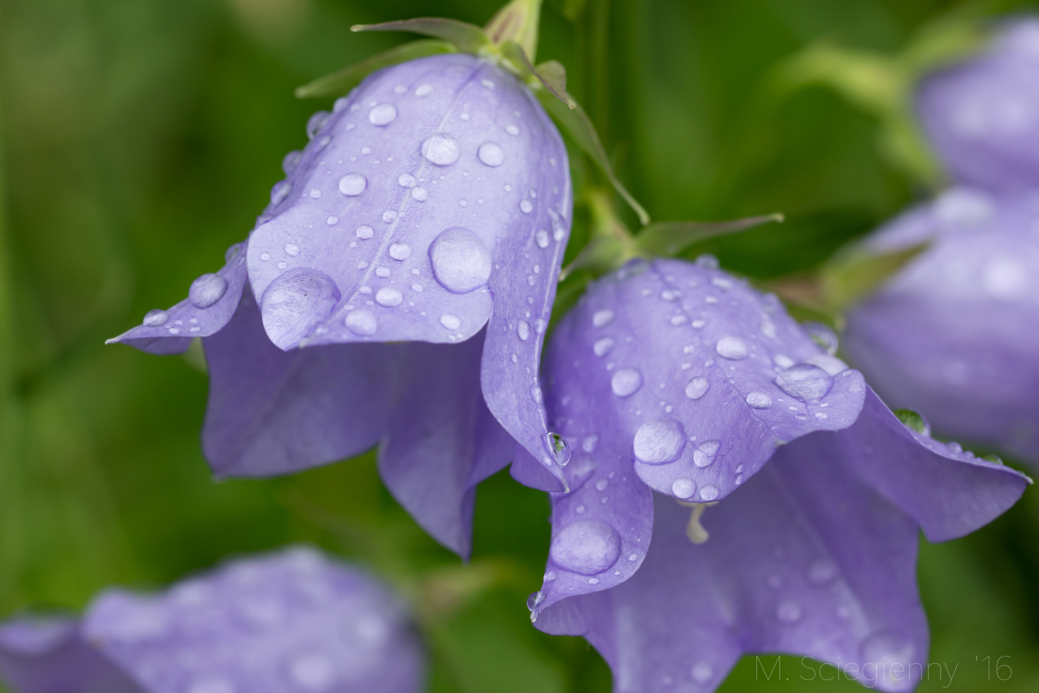 ZEISS Makro-Planar T* 100mm F2 sample photo. In the rain photography