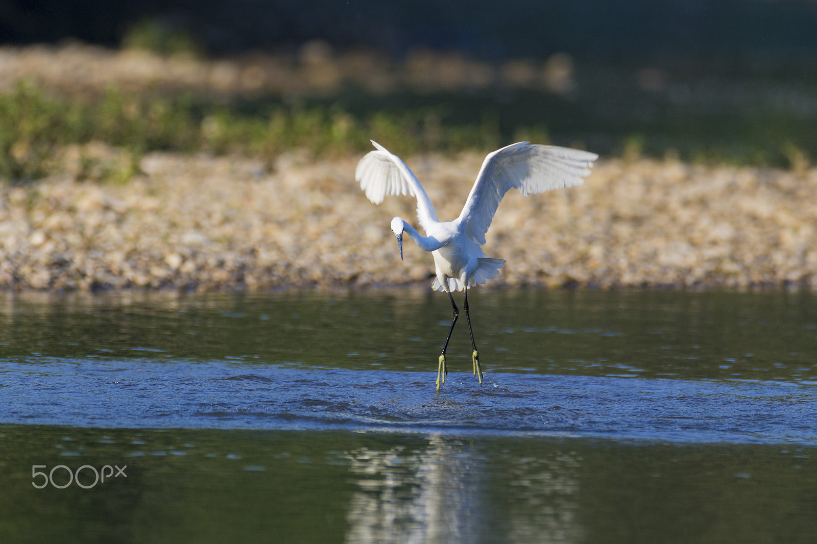 Canon EF 600mm f/4L IS sample photo. Egret in hunt photography