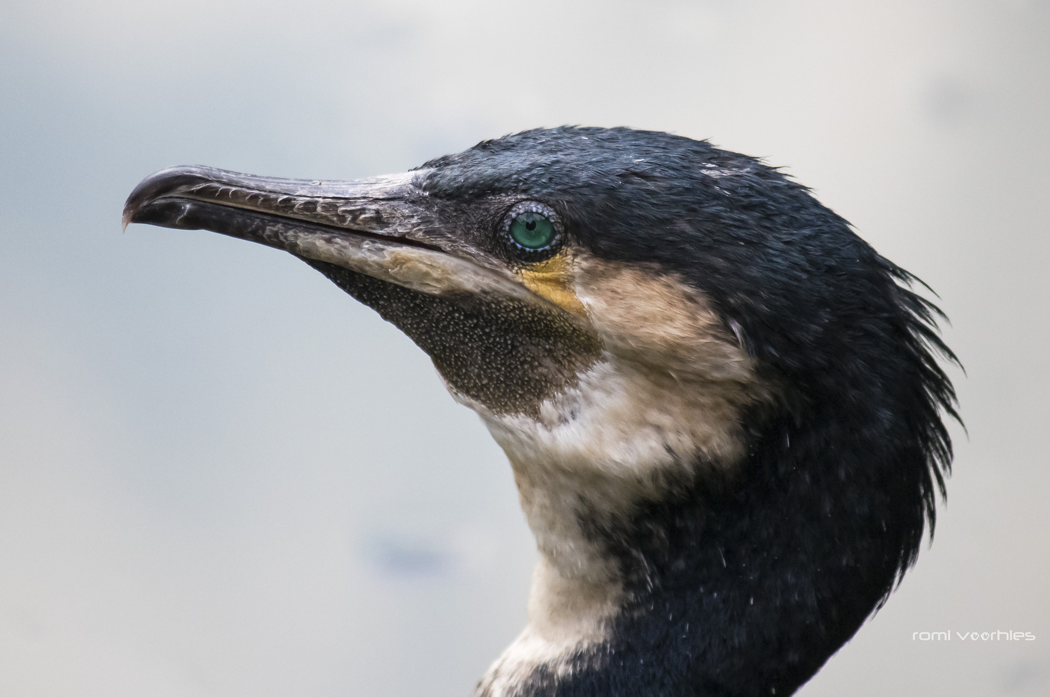Canon EOS 750D (EOS Rebel T6i / EOS Kiss X8i) sample photo. Cormorant portrait photography