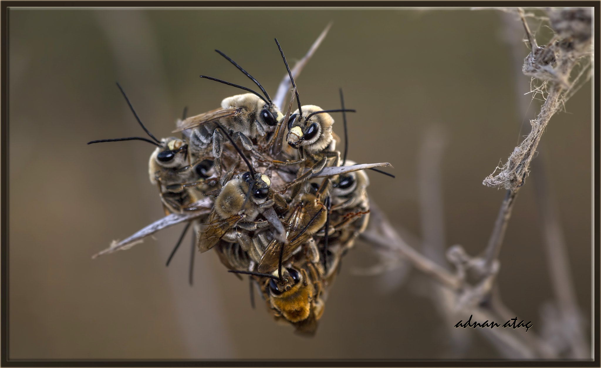 Nikon D5 + AF Zoom-Micro Nikkor 70-180mm f/4.5-5.6D ED sample photo. Kırmızı duvarcı arı - osmia rufa (osmia bicornis) - red mason bee photography