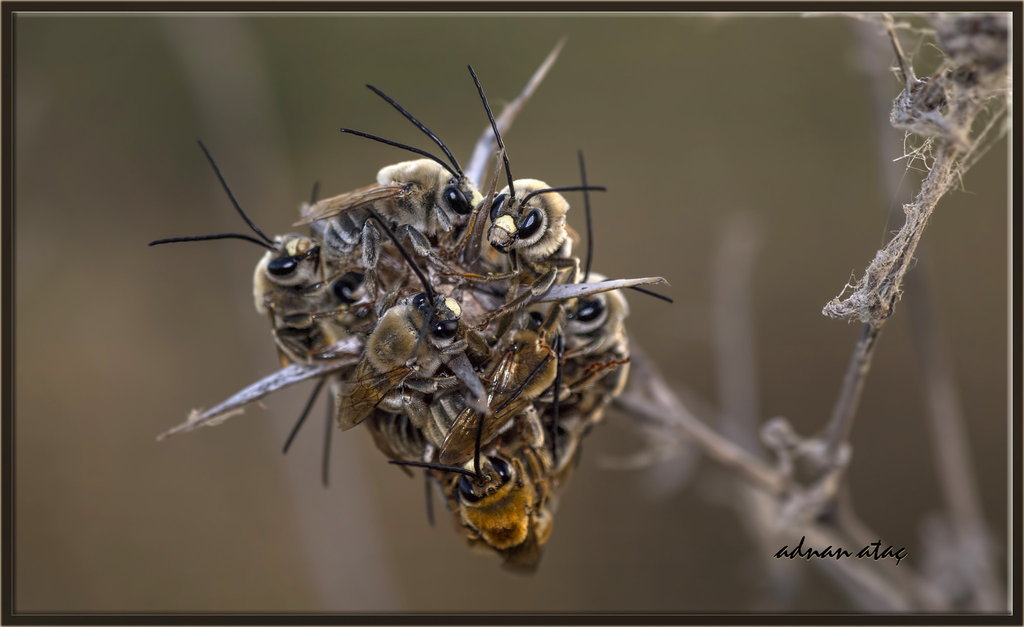 Nikon D5 sample photo. Kırmızı duvarcı arı - osmia rufa (osmia bicornis) - red mason bee photography