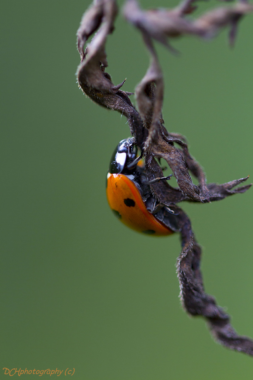 Canon EF 100mm F2.8L Macro IS USM sample photo. Hanging by a tread photography