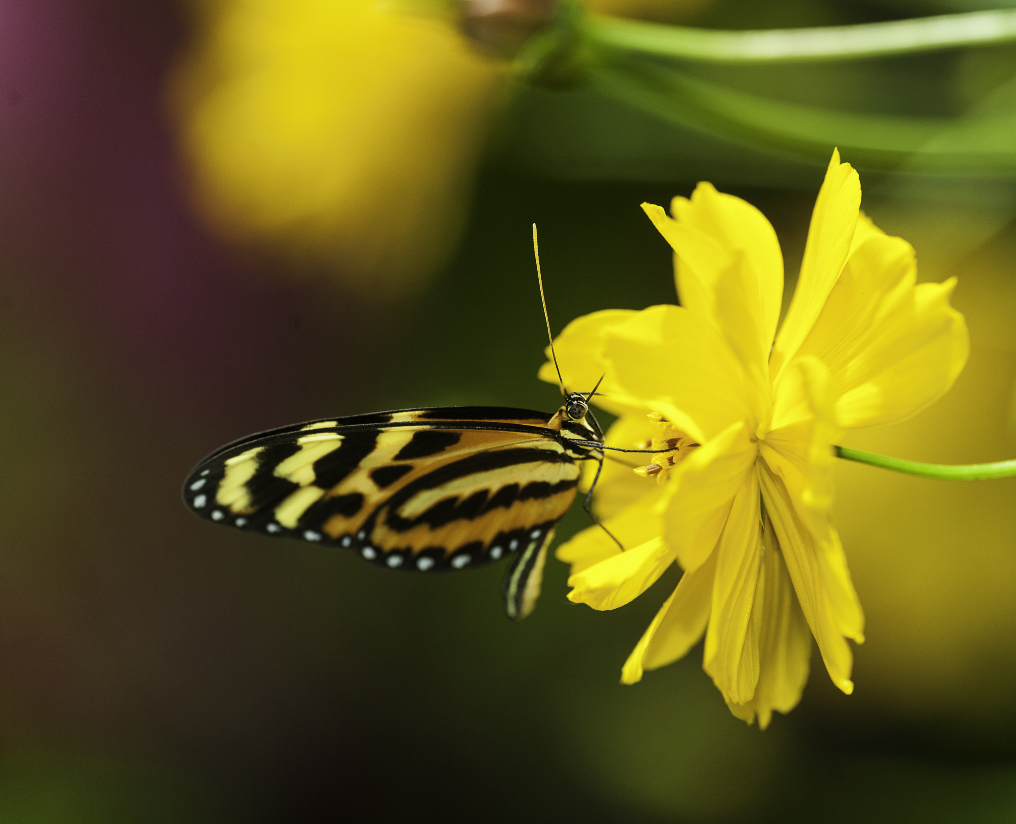 Nikon D3X sample photo. Eueides isabella ´new visitor! photography