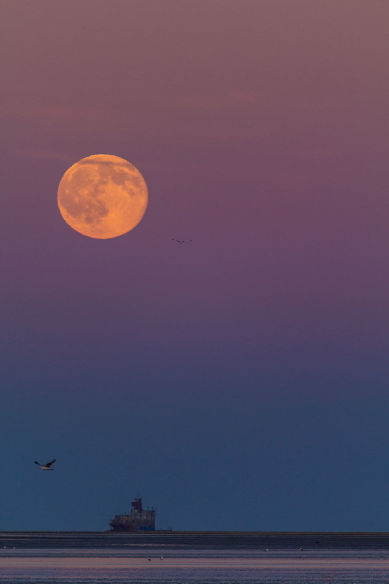 Canon EOS 60D + Canon EF 100-400mm F4.5-5.6L IS USM sample photo. Strawberry moonrise..20/6/16.. photography