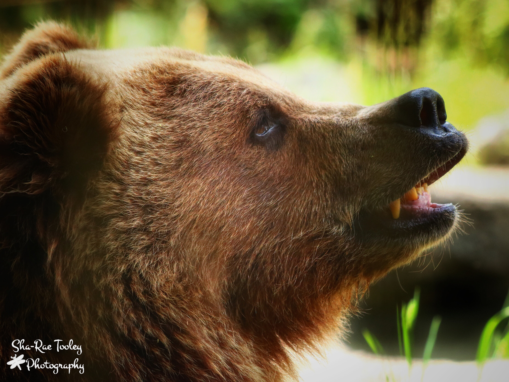 Canon EOS 750D (EOS Rebel T6i / EOS Kiss X8i) + Canon EF 70-300mm F4-5.6 IS USM sample photo. Grizzly at the calgary zoo photography