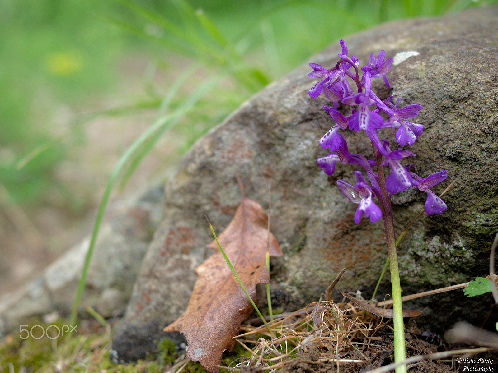 Olympus OM-D E-M5 + LUMIX G 20/F1.7 II sample photo. Beauty of nature photography