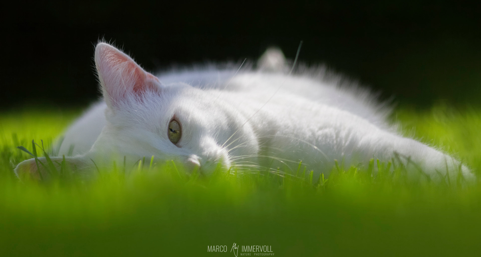 Canon EOS 60D + Sigma 105mm F2.8 EX DG Macro sample photo. Susi, our snow-white and very photogenic cat photography