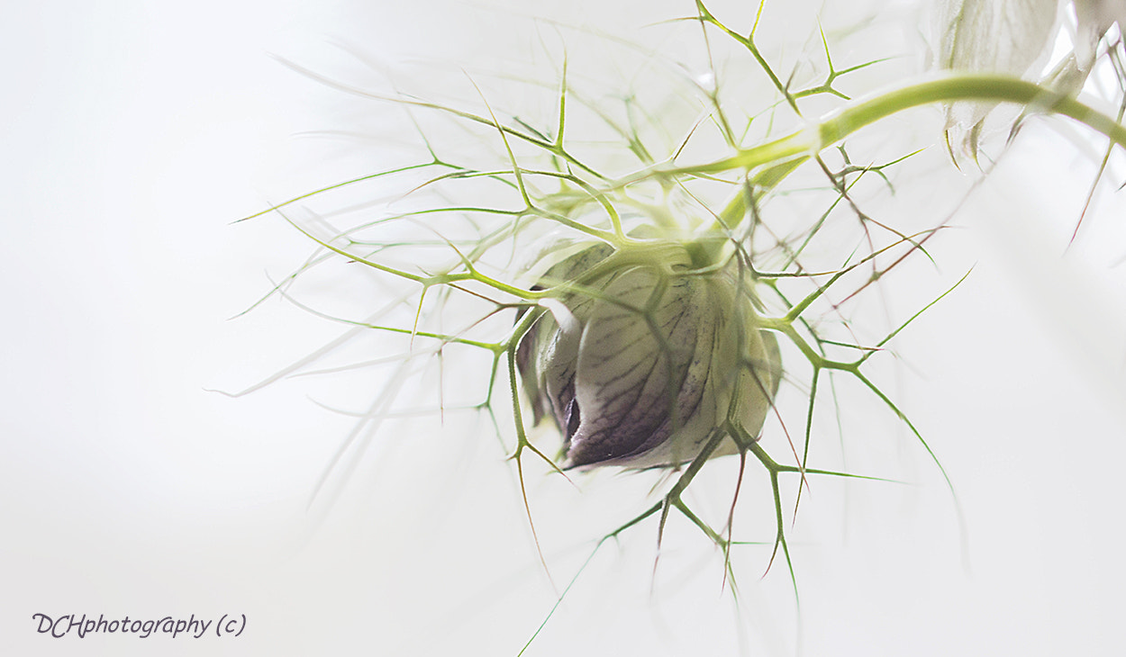 Canon EF 100mm F2.8L Macro IS USM sample photo. Simply delicate photography