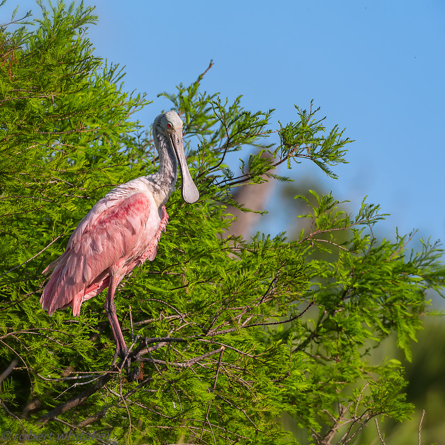 Nikon AF-S Nikkor 200-400mm F4G ED-IF VR sample photo. Spoony in the spring cypress photography