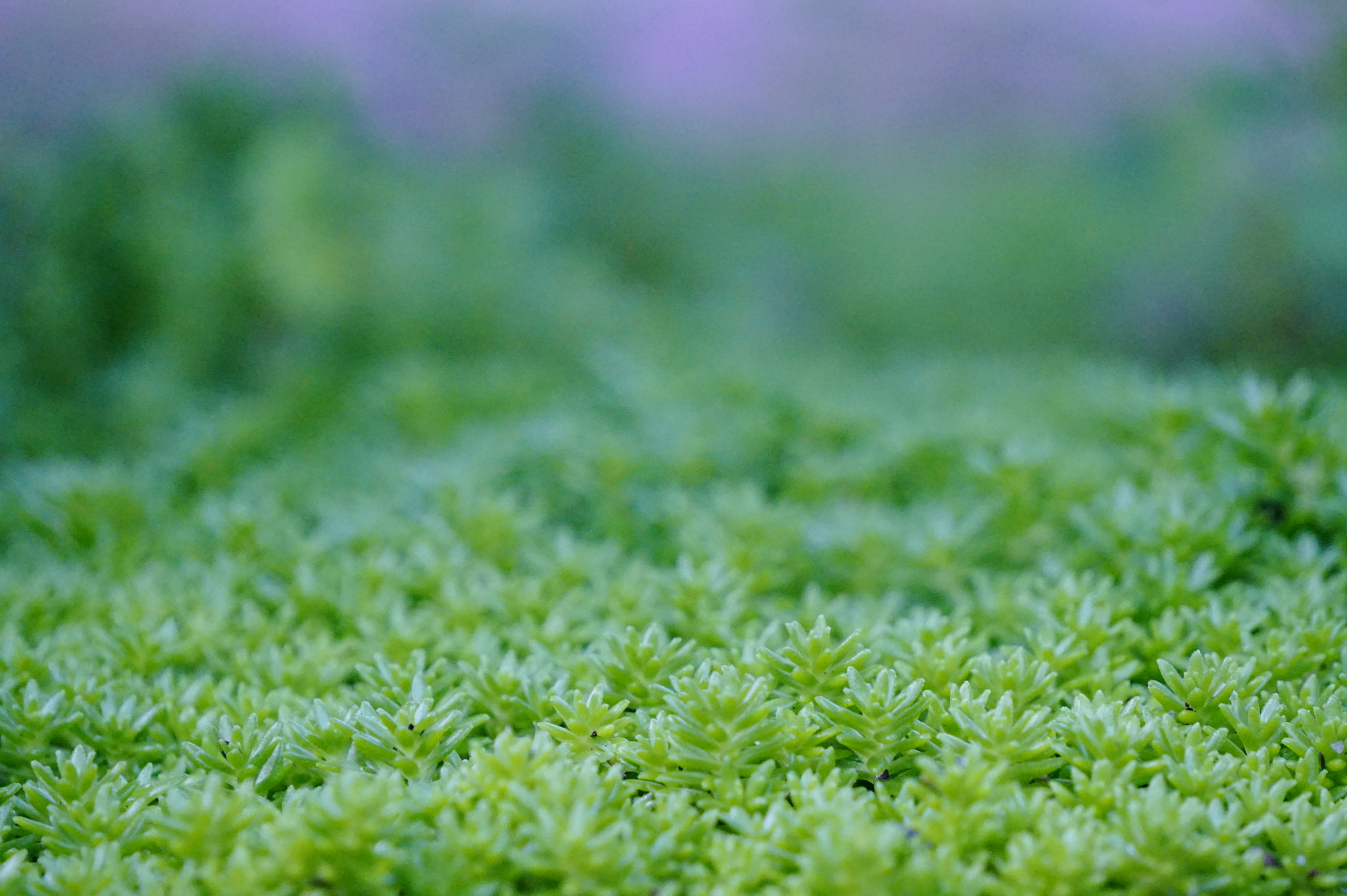 Sony E 55-210mm F4.5-6.3 OSS sample photo. 苔。 photography