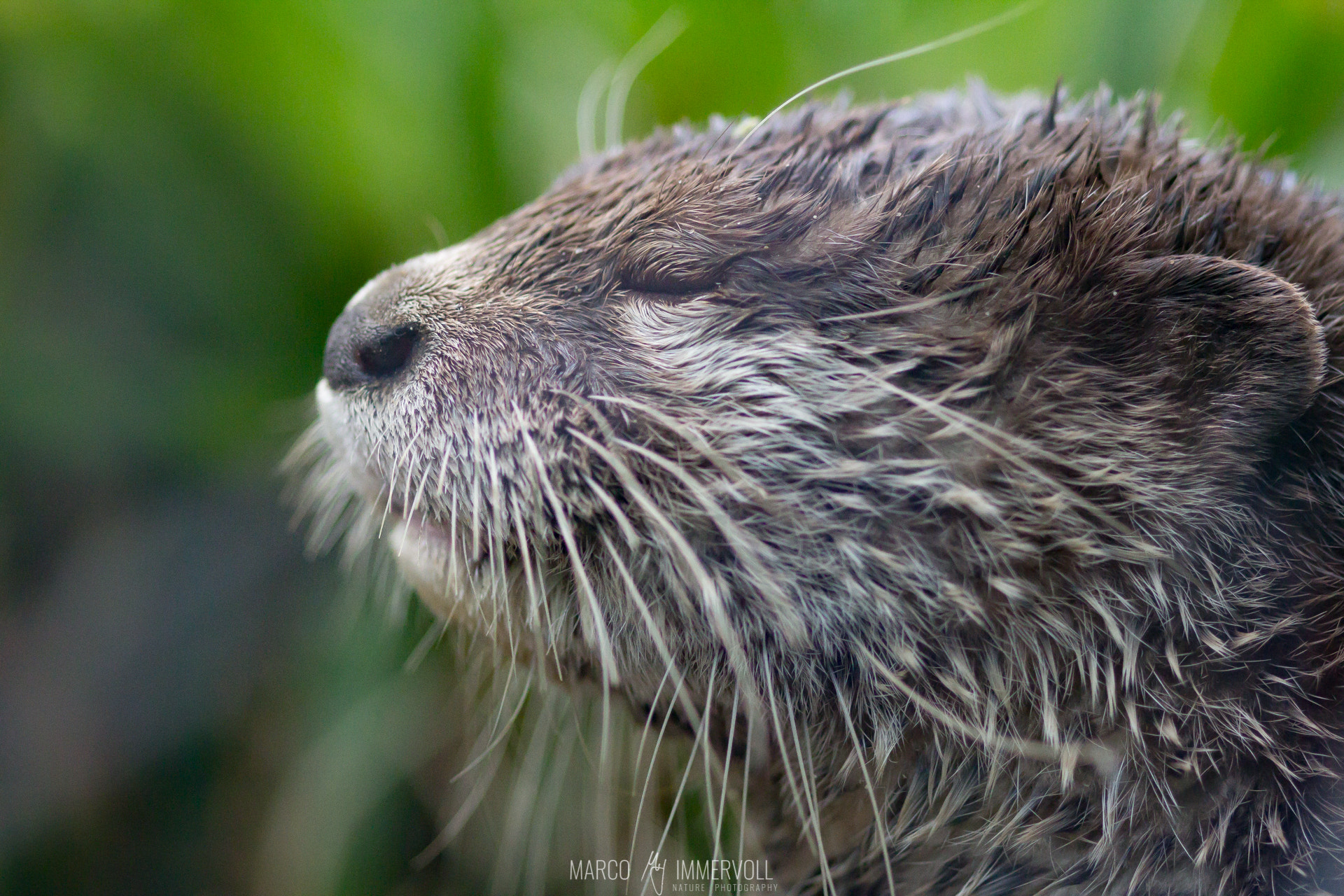 Canon EOS 60D + Sigma 105mm F2.8 EX DG Macro sample photo. Otter in vienna zoo photography