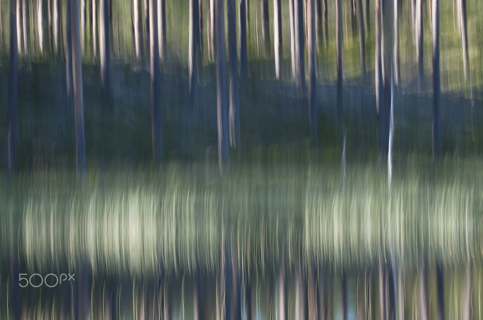 Nikon AF-S Nikkor 200-400mm F4G ED-IF VR sample photo. Blurred forest photography