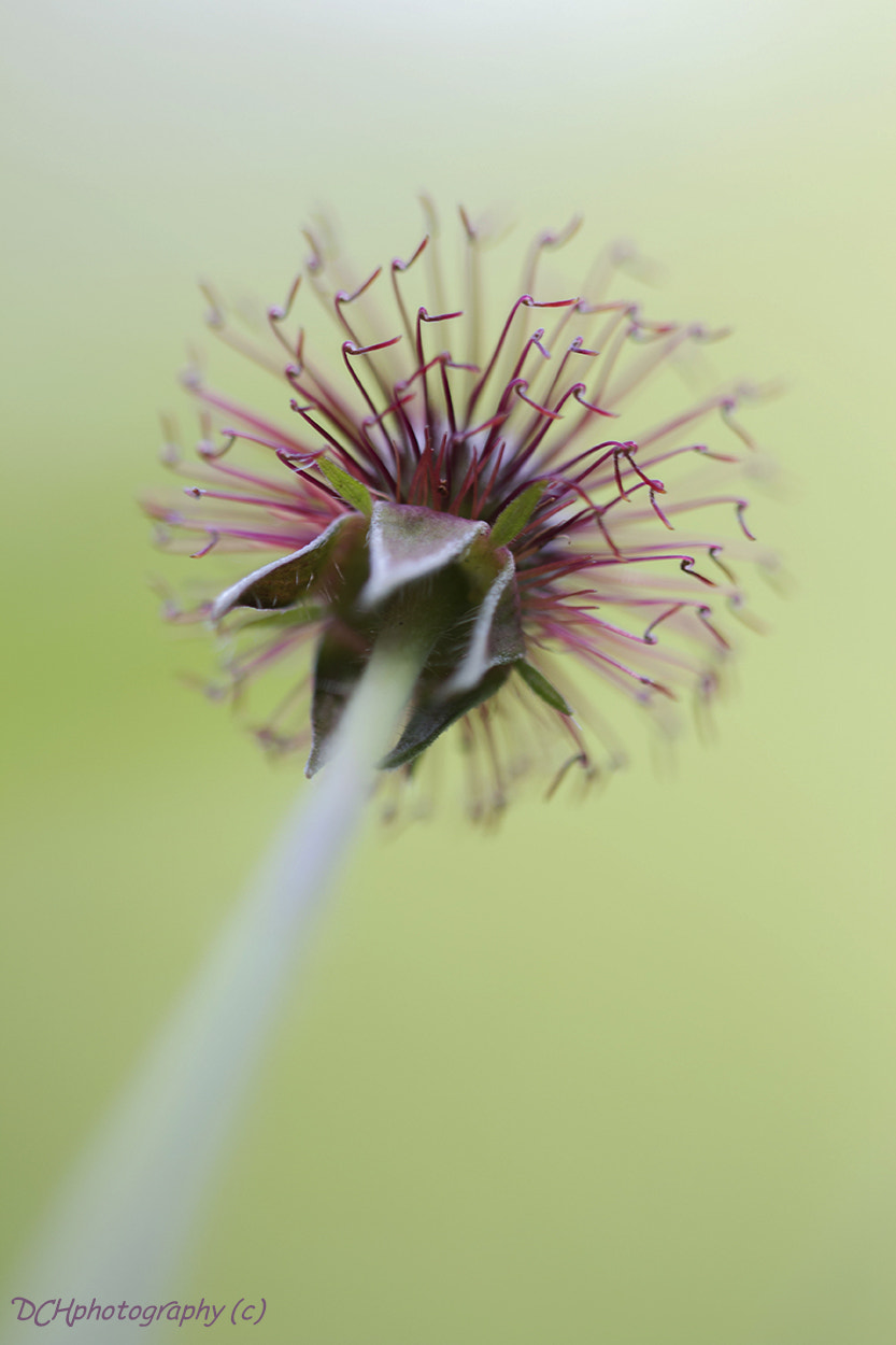 Canon EF 100mm F2.8L Macro IS USM sample photo. Faded away photography