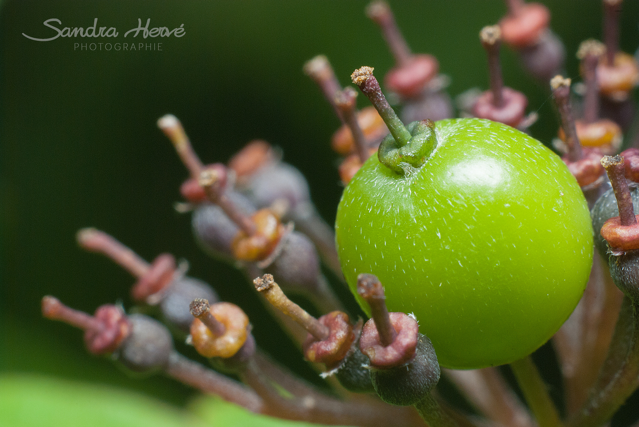 Nikon D80 + AF Nikkor 50mm f/1.8 N sample photo. Fruit en fleur photography