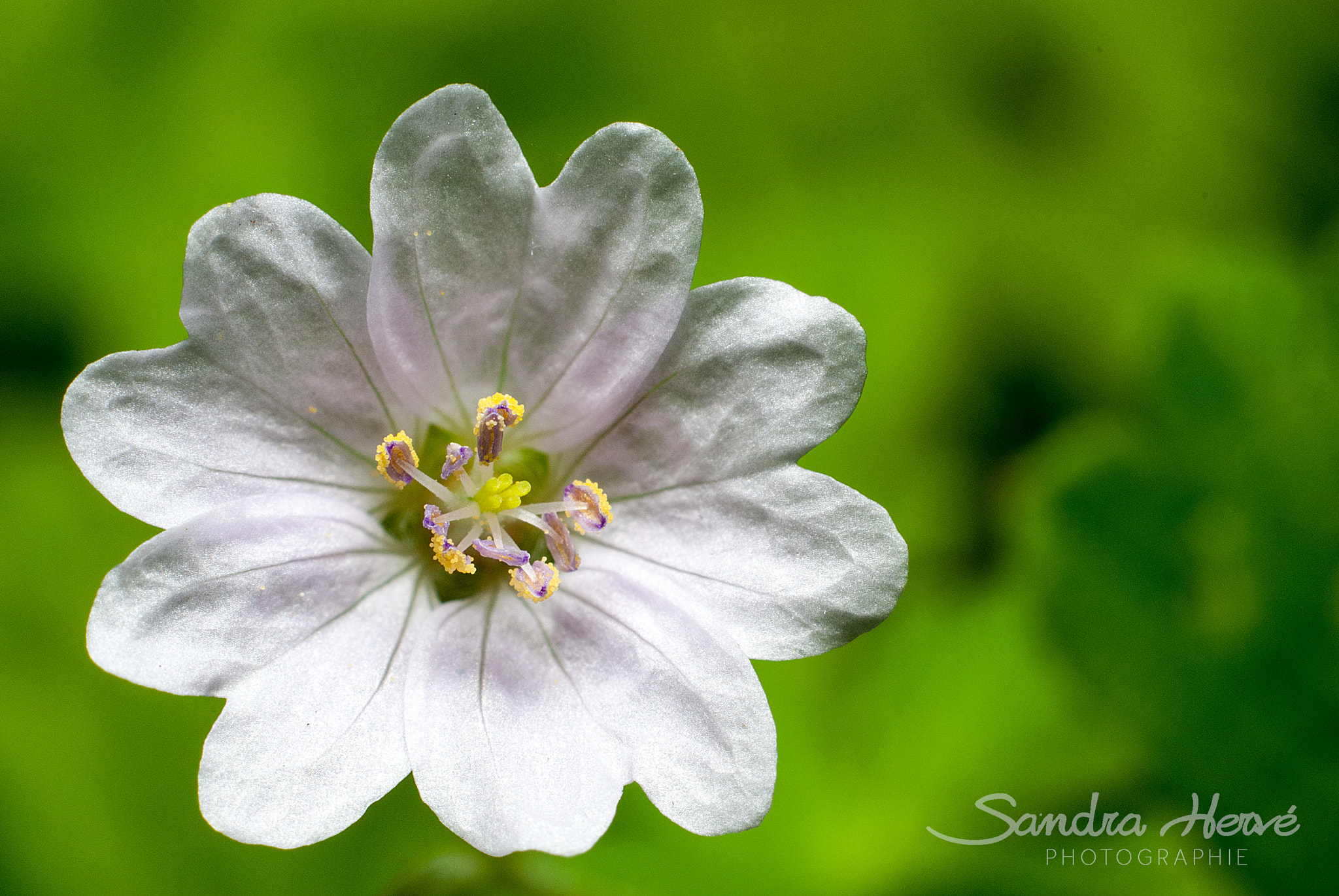 Nikon D80 + AF Nikkor 50mm f/1.8 N sample photo. Fleur violette photography