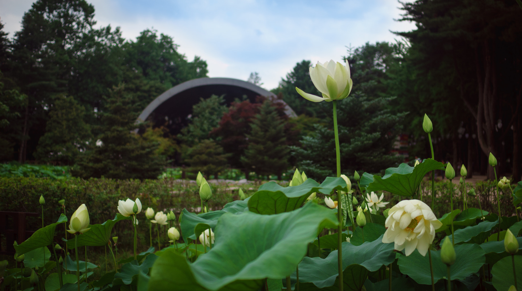 Sony Alpha NEX-7 + Sony Sonnar T* E 24mm F1.8 ZA sample photo. Lotus 3 photography