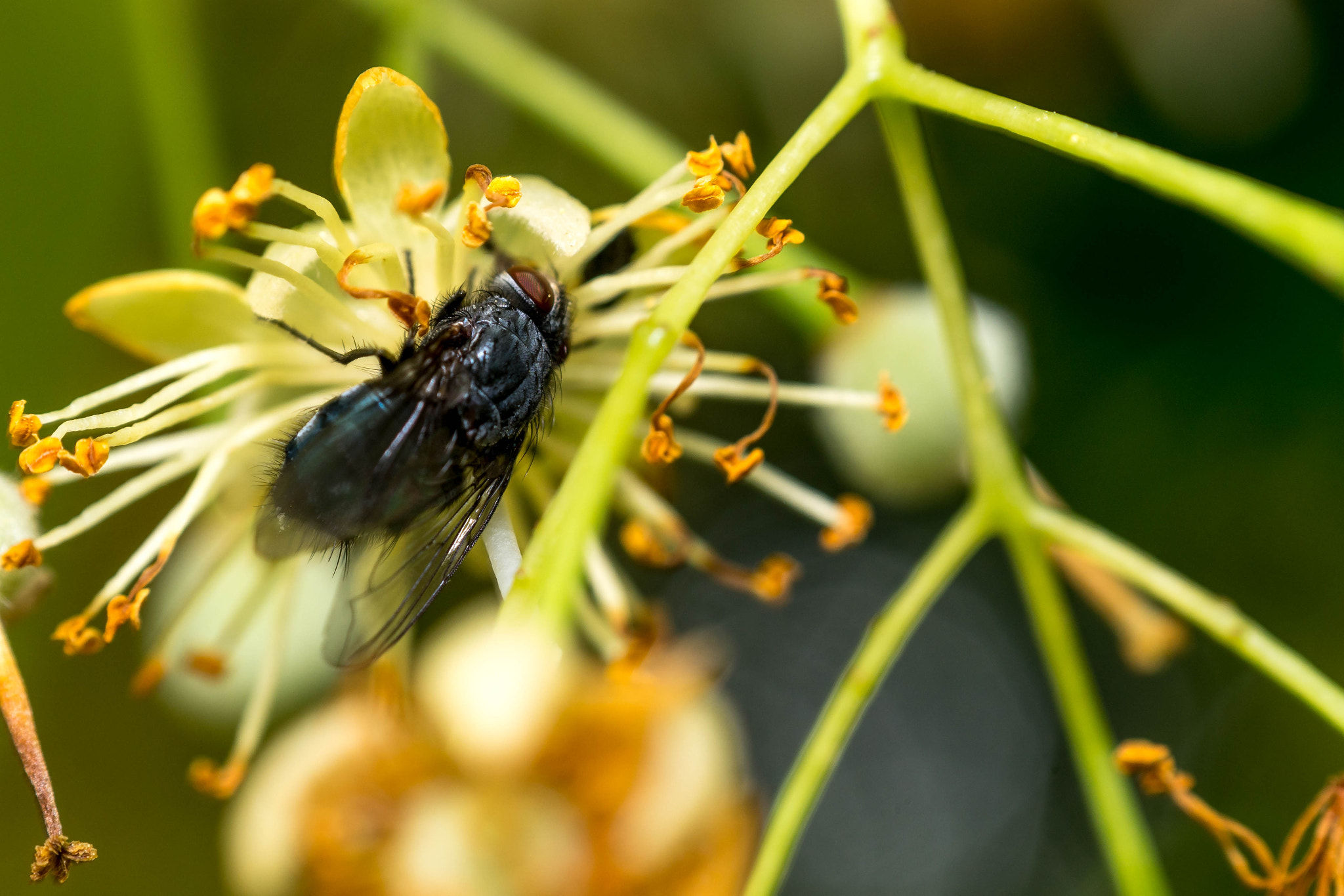 Sony a6300 + Sony Sonnar T* FE 55mm F1.8 ZA sample photo. Housefly @ work photography