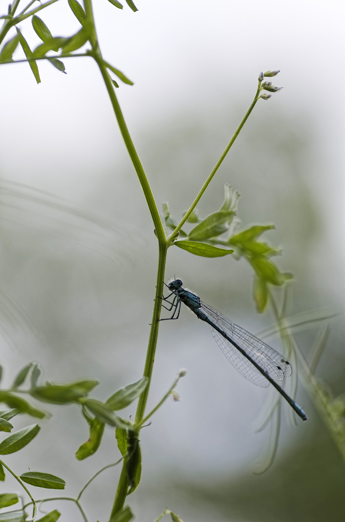 Pentax smc D-FA 100mm F2.8 Macro WR sample photo. Blue damselfly photography