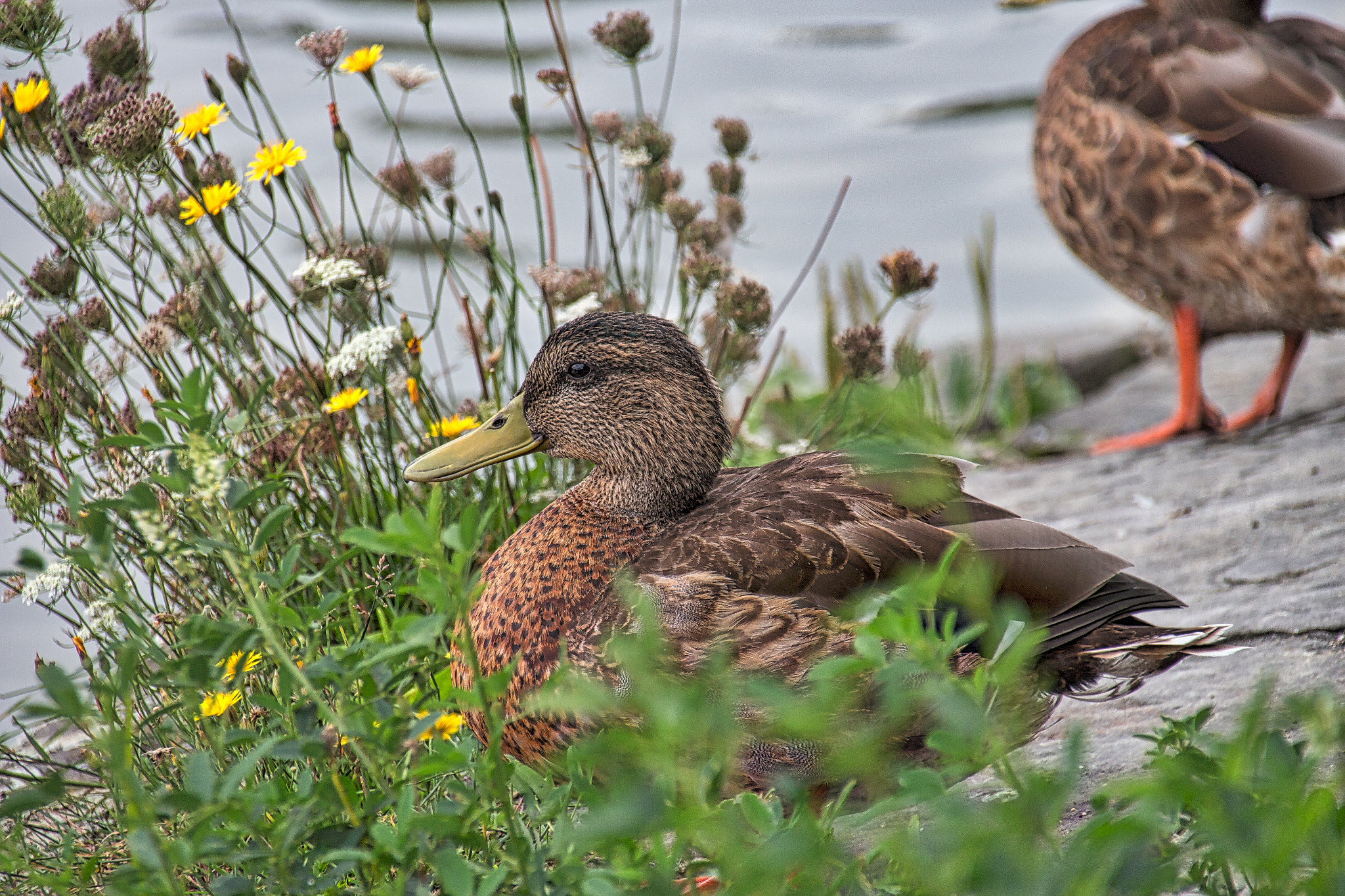 Canon EOS 650D (EOS Rebel T4i / EOS Kiss X6i) sample photo. Ente am teich photography