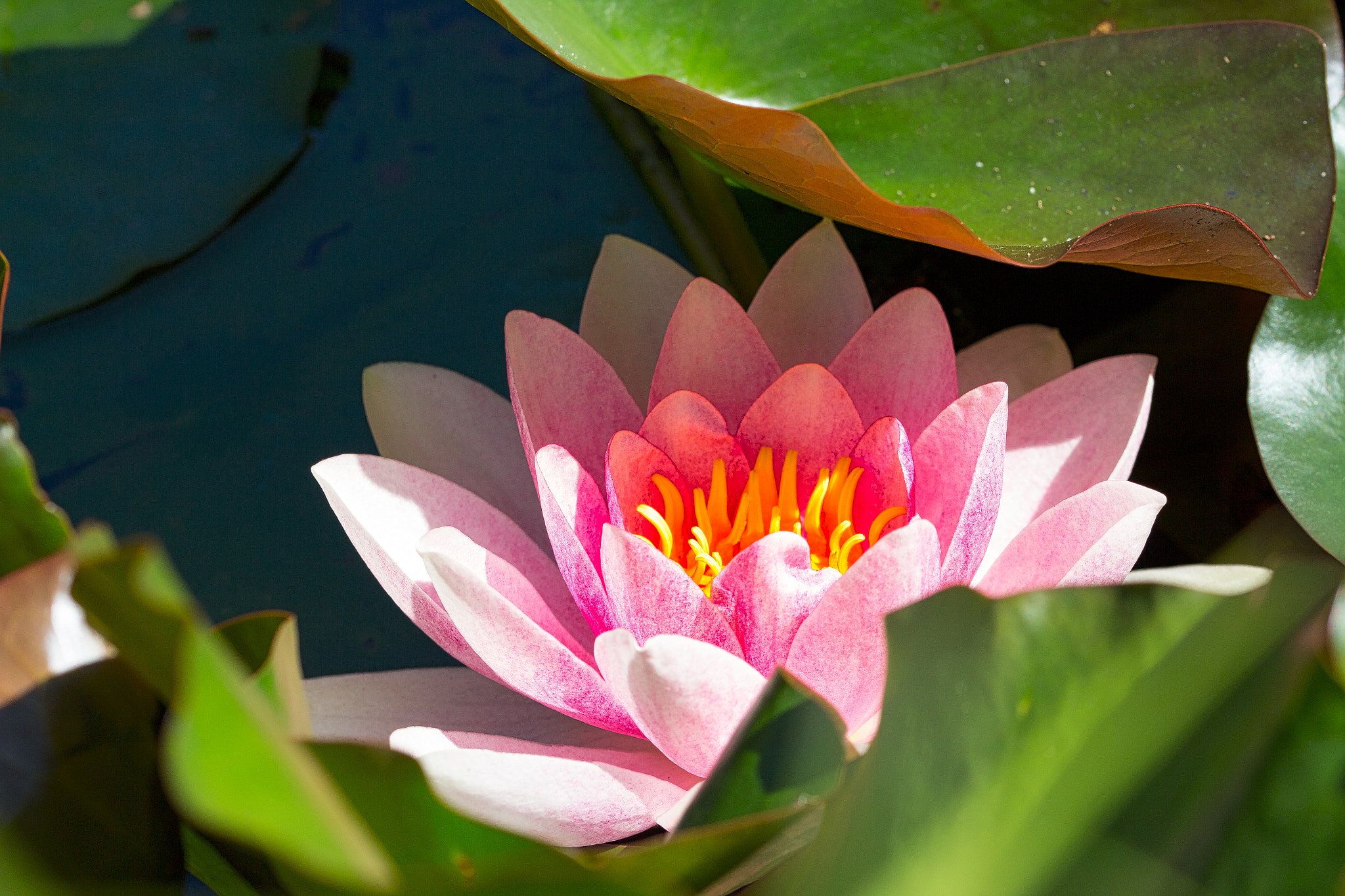 Canon EOS 650D (EOS Rebel T4i / EOS Kiss X6i) sample photo. Seerose photography